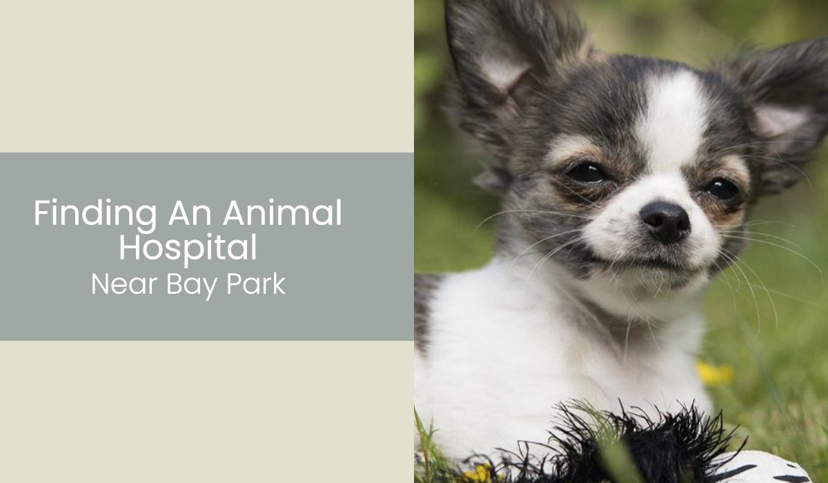 Finding-An-Animal-Hospital-Near-Bay-Park